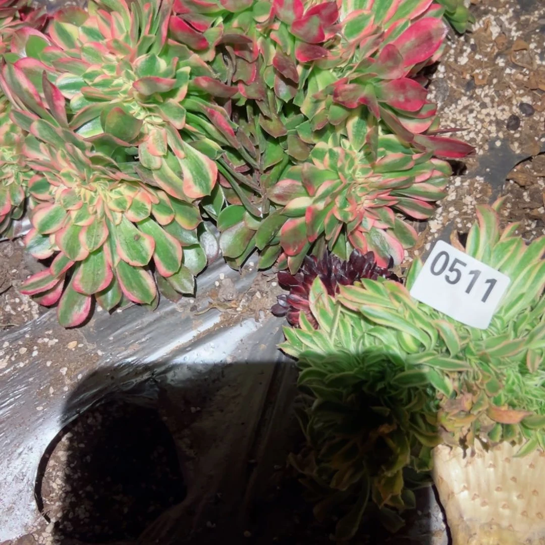 513 号多肉植物新年福利