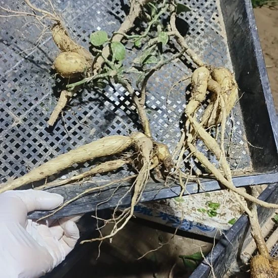 好***人月之桂三科脱土发货