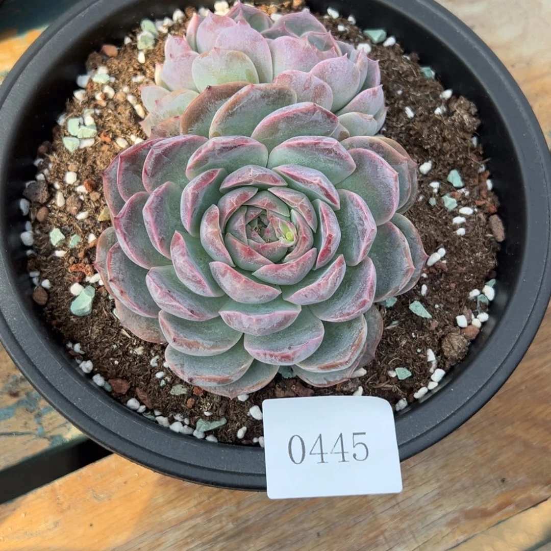 S****g0445多肉多多多多多