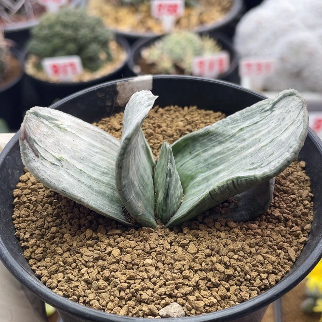 实生宽叶白锦卧牛仙人球