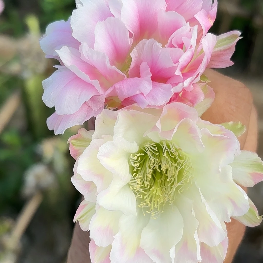 丽花绿姬无根侧牙三公分