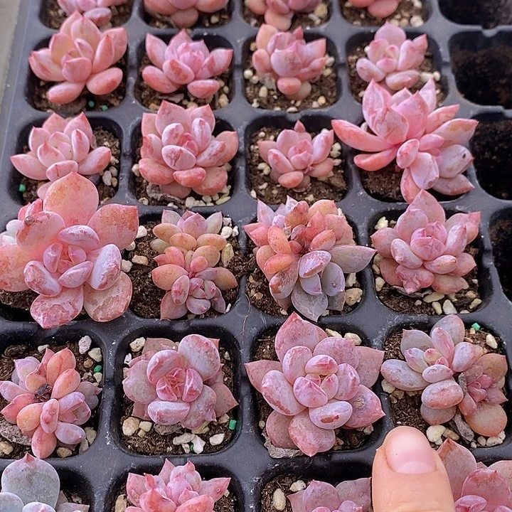 1   多肉植物盆栽花卉