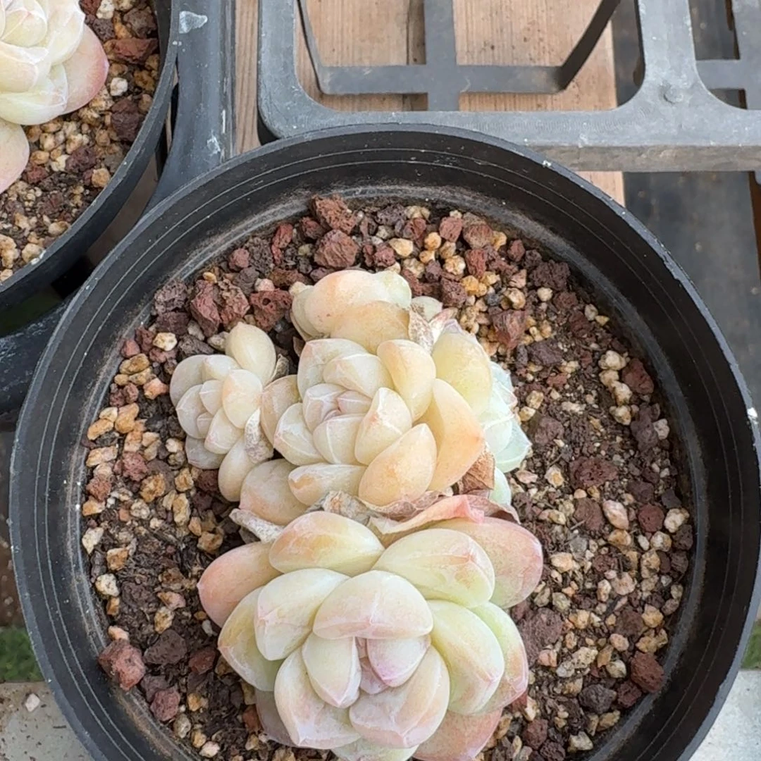 47号到手1颗，江北多肉