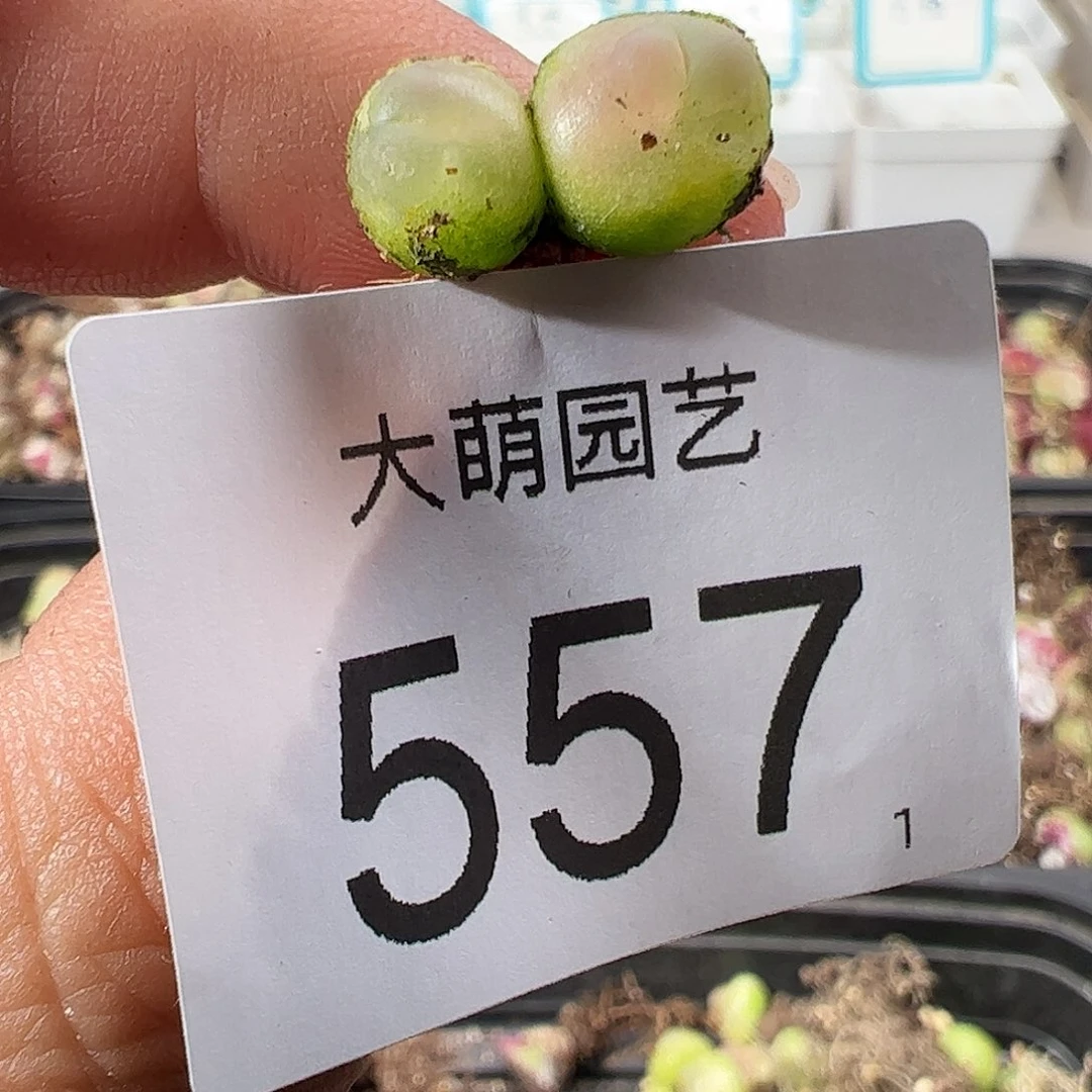 壹**媛0000557一物一拍……