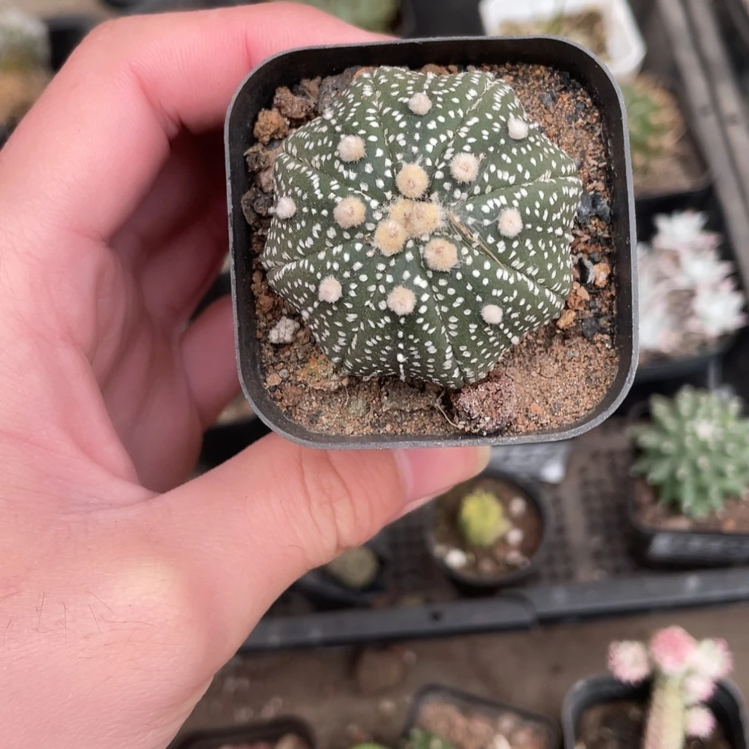 297海星兜（满18包邮）