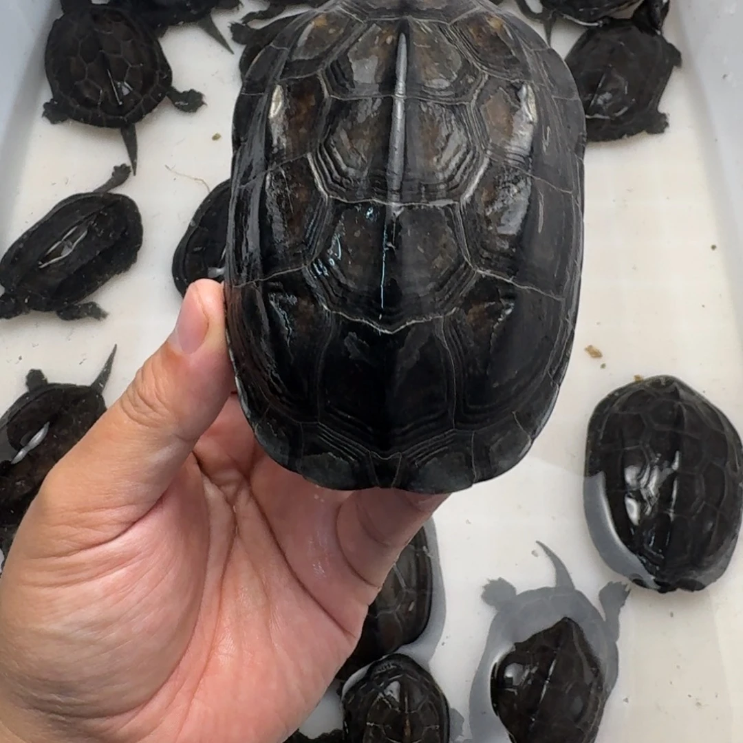 绿毛龟公苏北墨龟