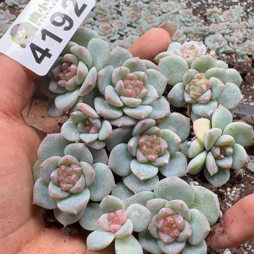 多肉植物多肉植物