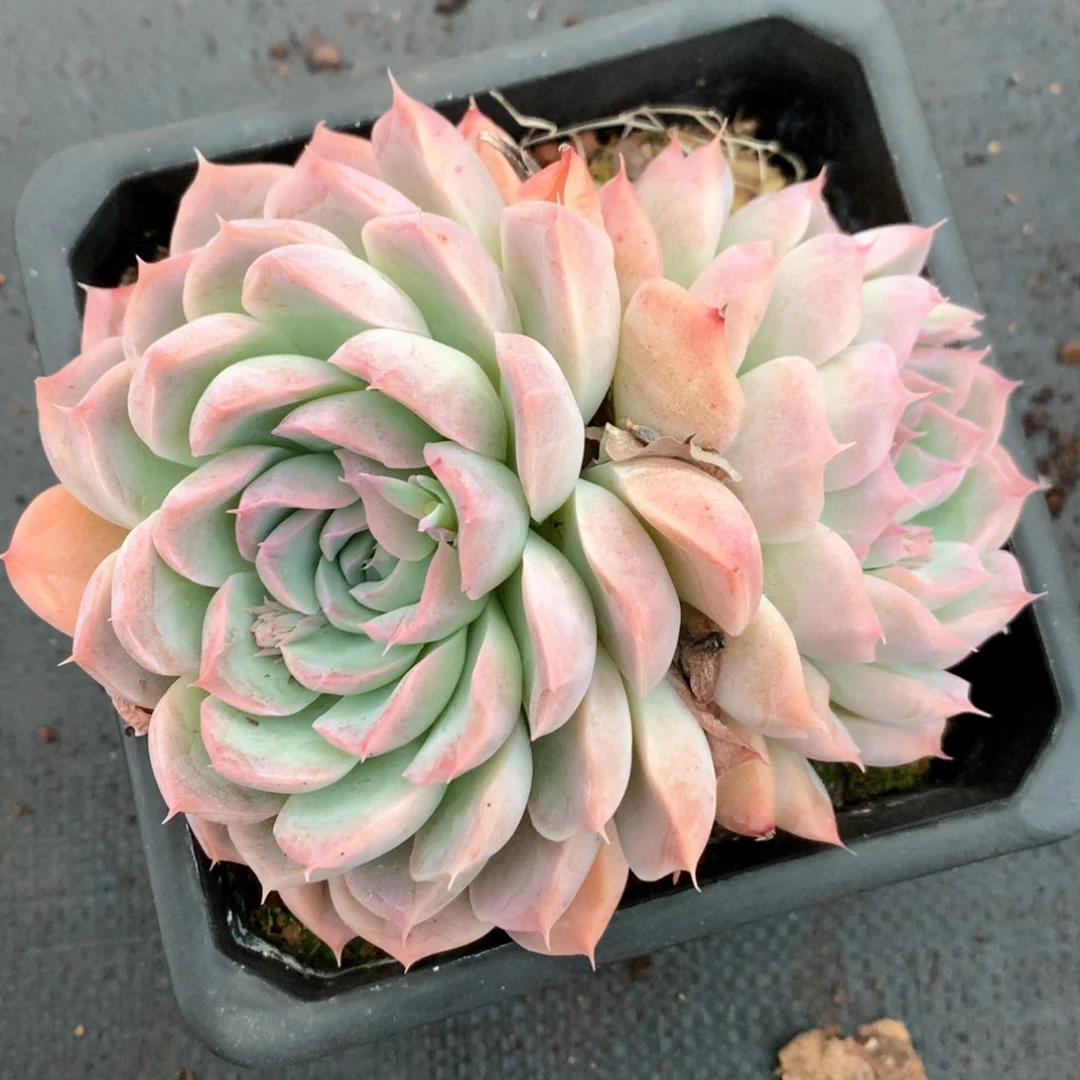 5333杂交多肉植物