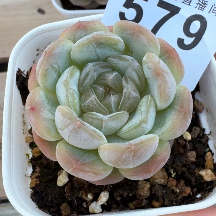 白色恋人         今日新品上新多肉植物