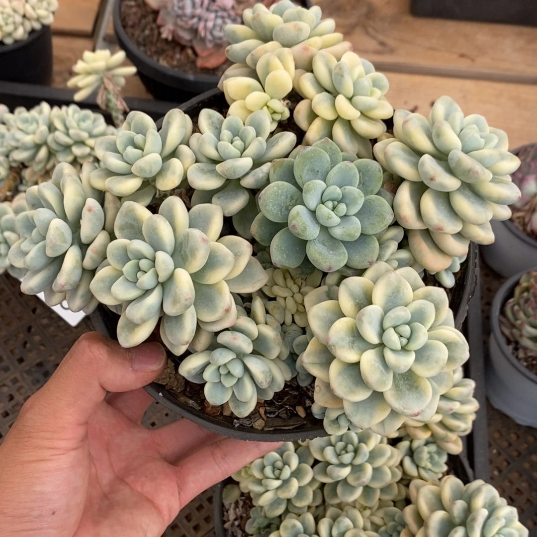 劳尔锦多肉植物7869
