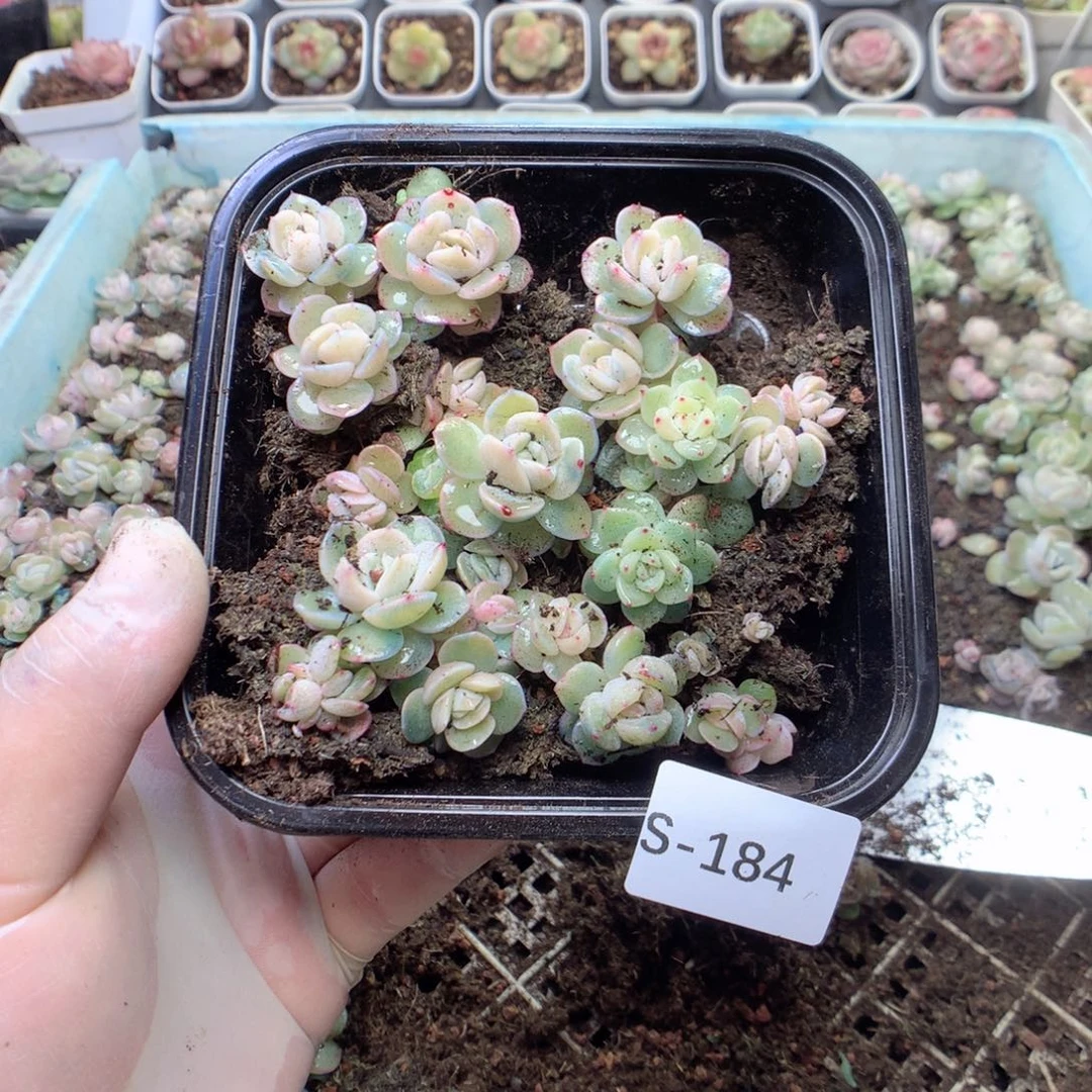 无花朵S184干冰一英语