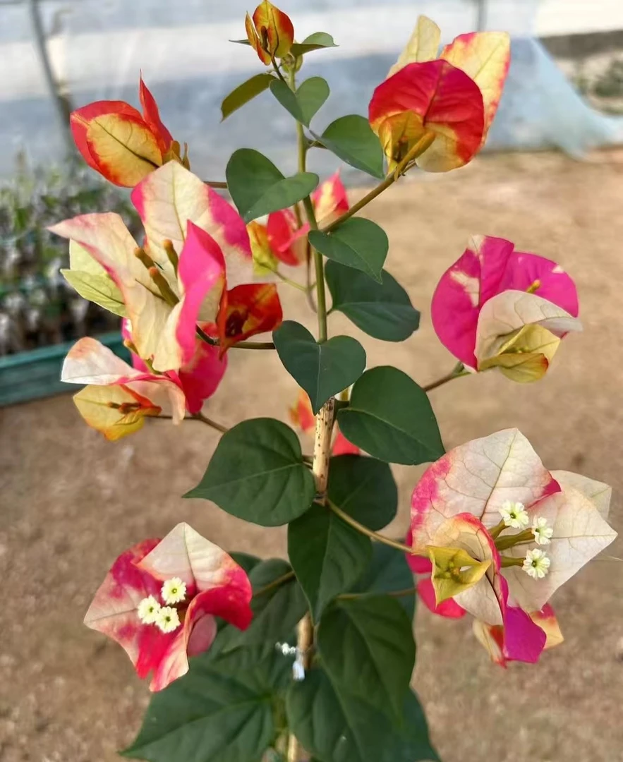 哪吒三角梅四季开花庭院阳台绿植爬藤花卉盆栽好养活