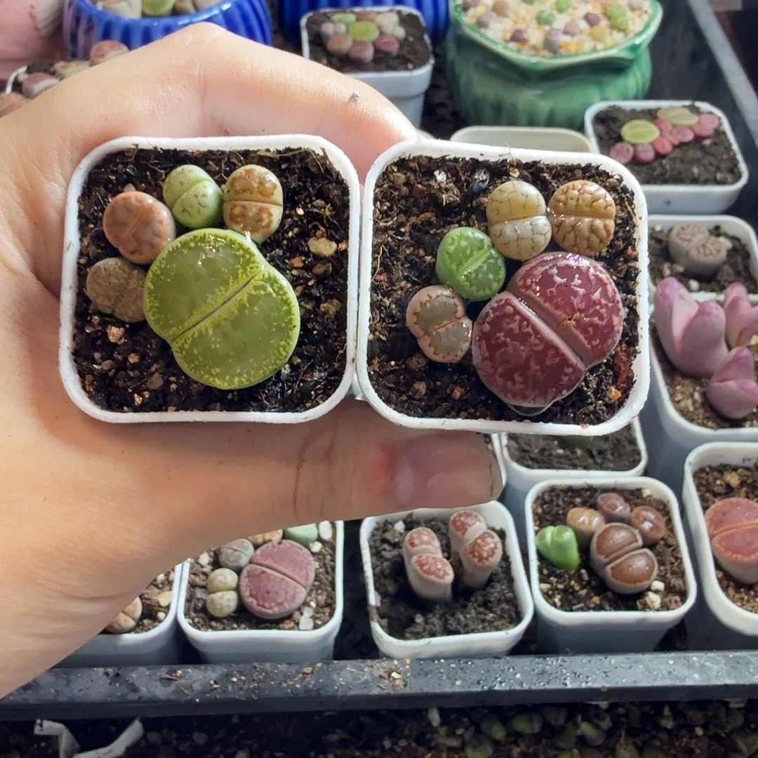 章***姐多肉植物的生长发育和546