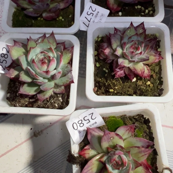 月***。惊鸿仙子多肉植物257582778090