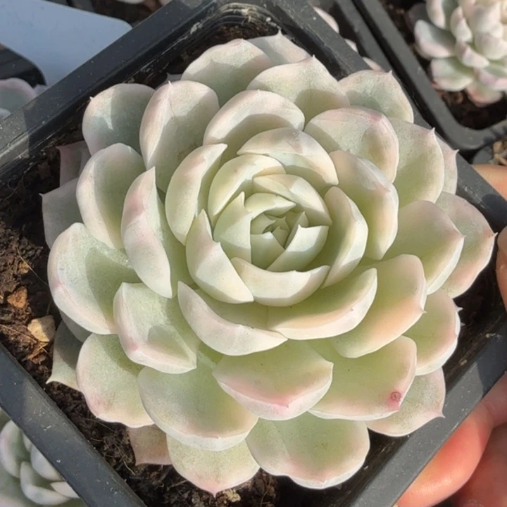 雪球锦腹轮锦一颗的锦