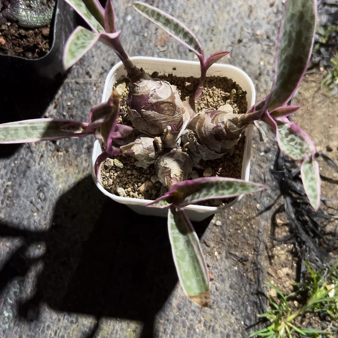 油点百合锦母球，一物一拍