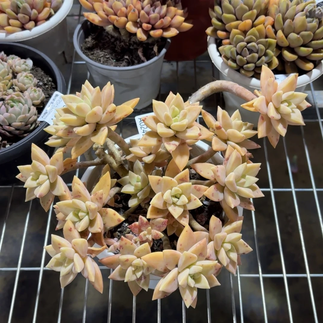 黄金表里娜一物一拍2439