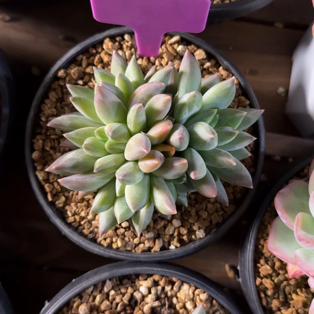 重楼11111111111111111111