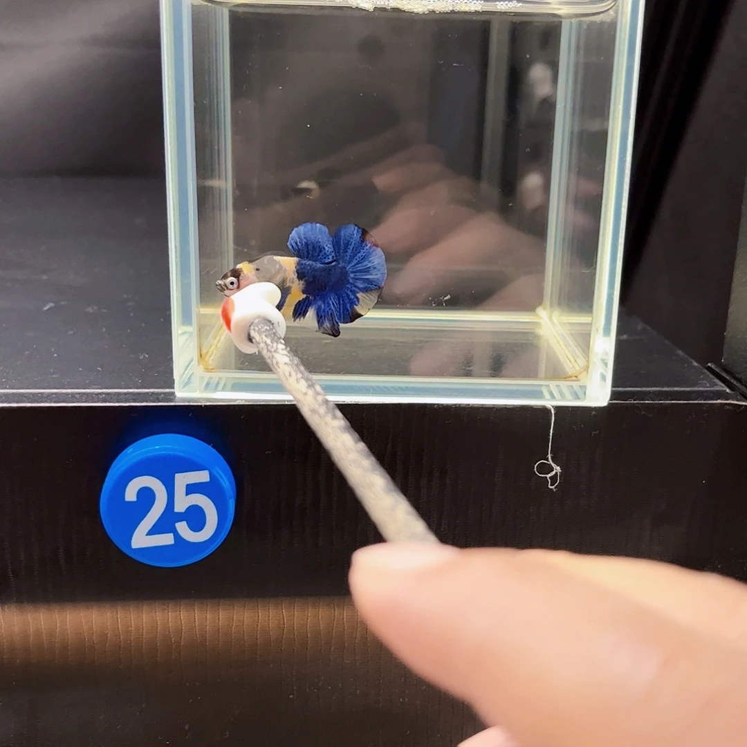 M***辰海水宙斯斗鱼竞拍09-13