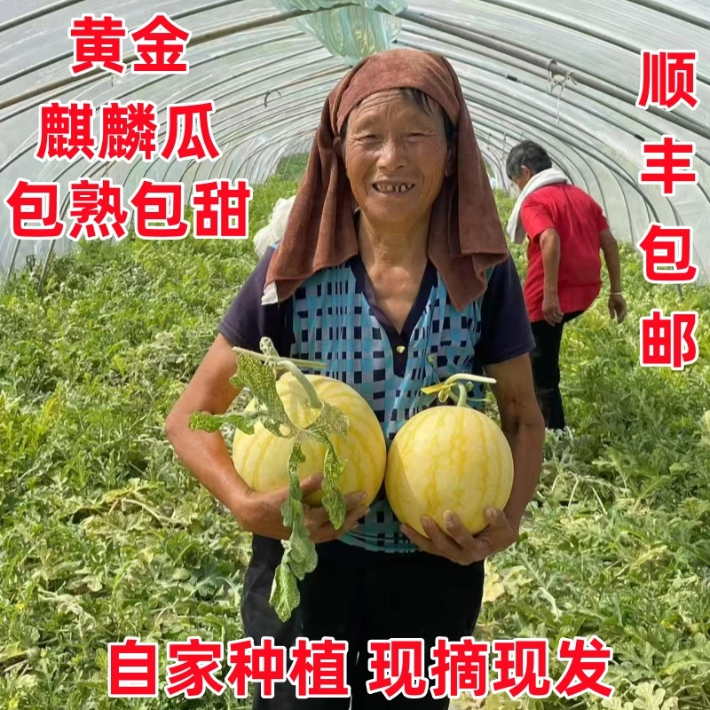 【夏邑瓜农】小黄人西瓜现摘现发头茬美都麒麟黄皮黄金西瓜包熟包甜