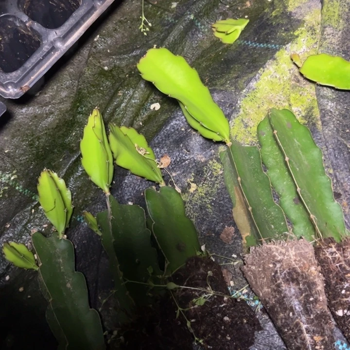 10公分三角小破苗10颗