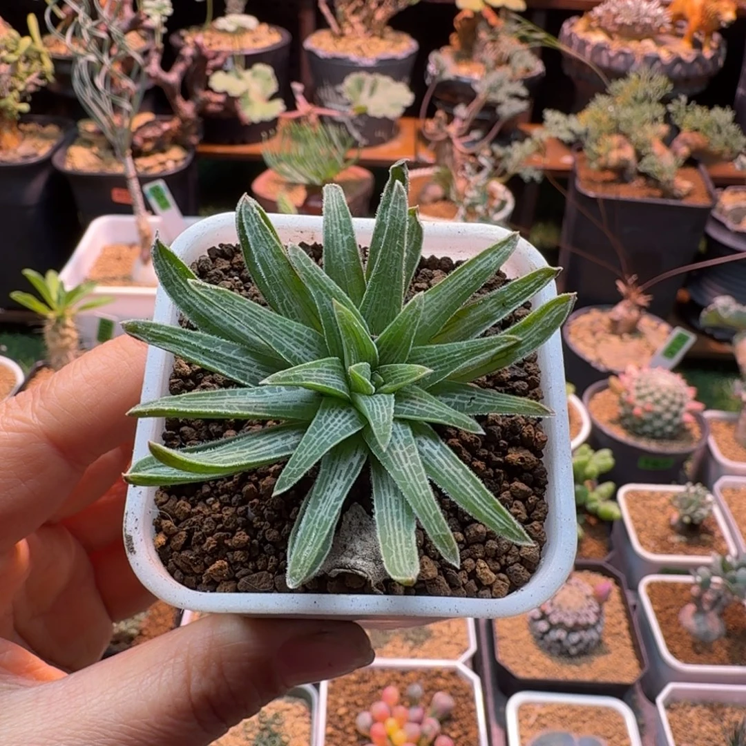 块根寿806 仙人球