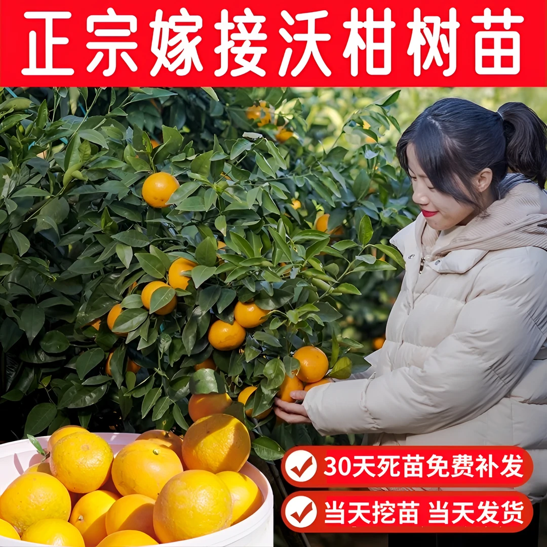 【091无核沃柑】正宗嫁接橘子苗南北方阳台庭院盆栽地栽柑橘果树苗