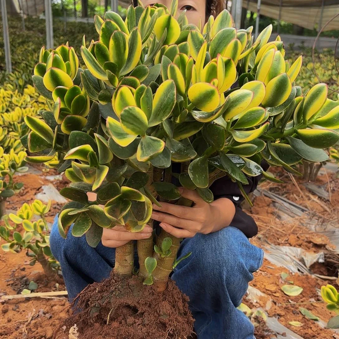 植物中国大陆特大号新花月锦老桩