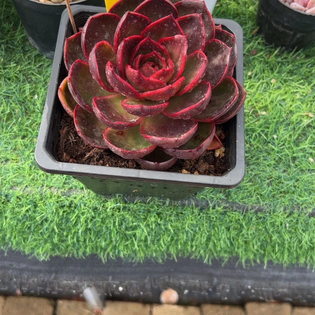 单头红灯多肉植物