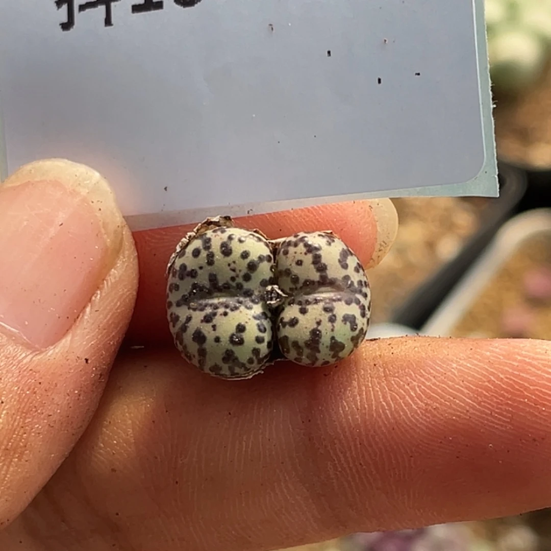 16-117安贞多肉植物