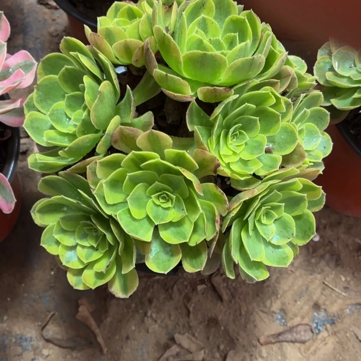 奶白锦一棵脱土发货