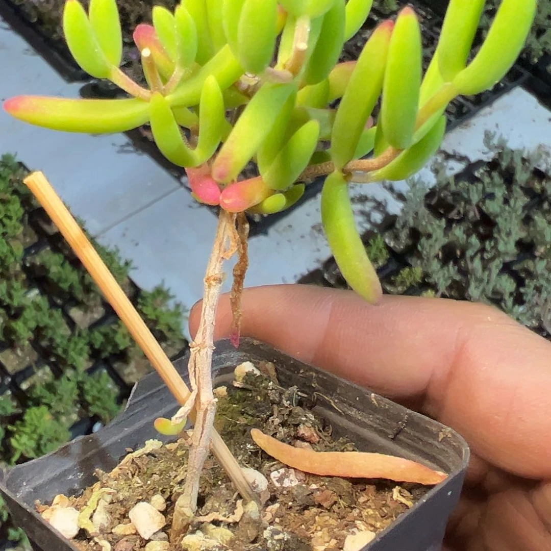 香蕉老桩55杯福利