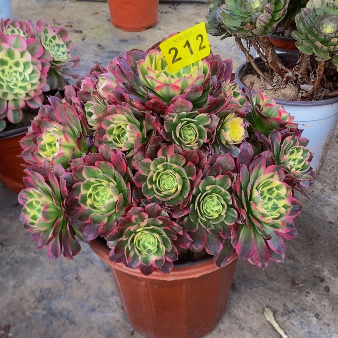 ?**?多肉00000212海王