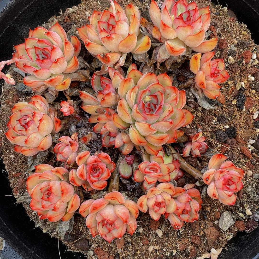 何花多肉植物群2104