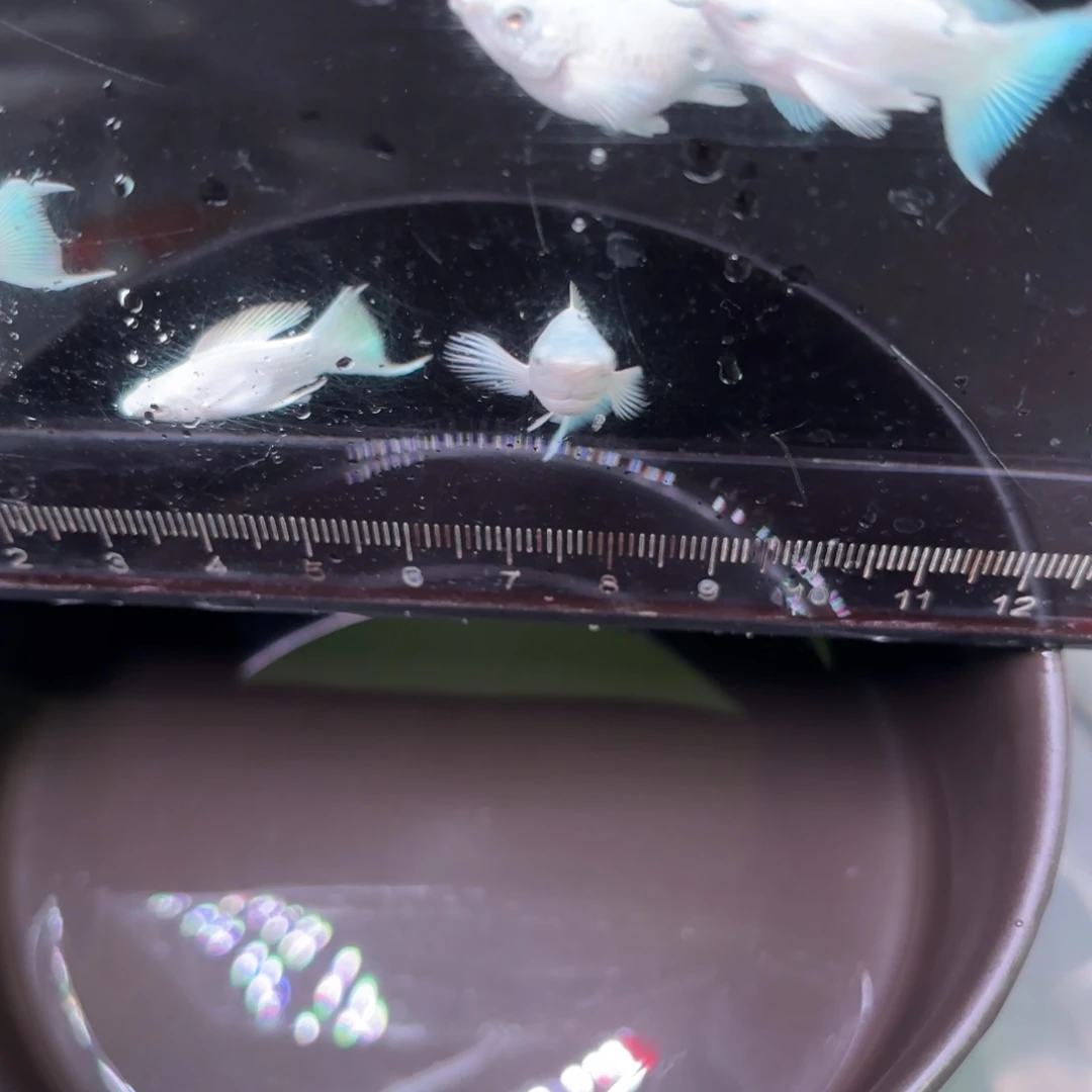 黑玛丽鱼瓷白玛丽球 3➕1备损