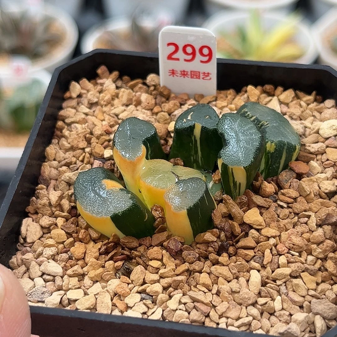 299大明湖万象锦福利