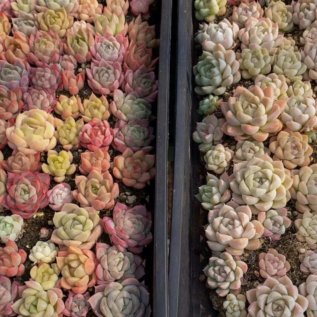 262号线一期工程建设工程项目管理