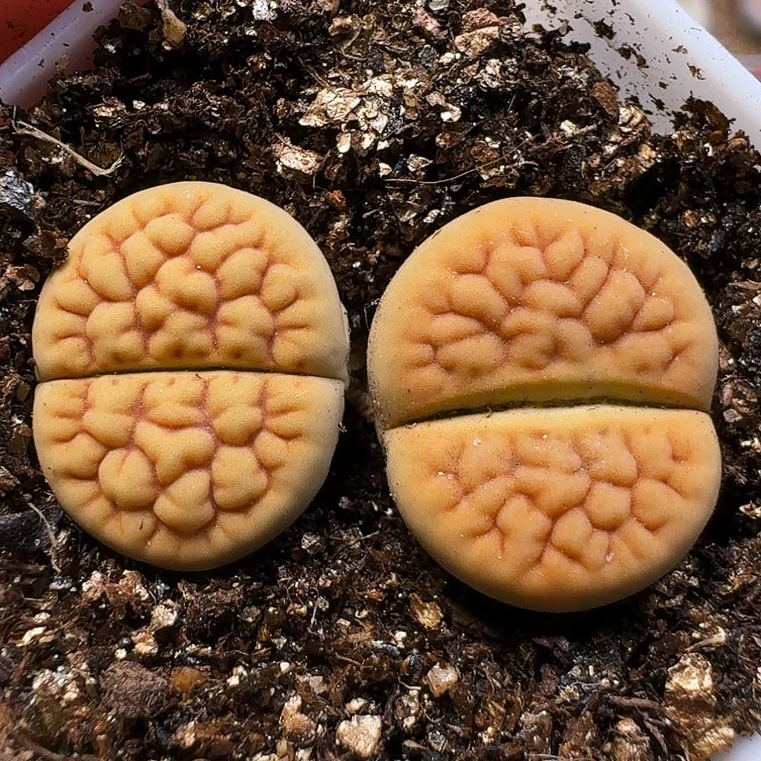 生石花111111。  310