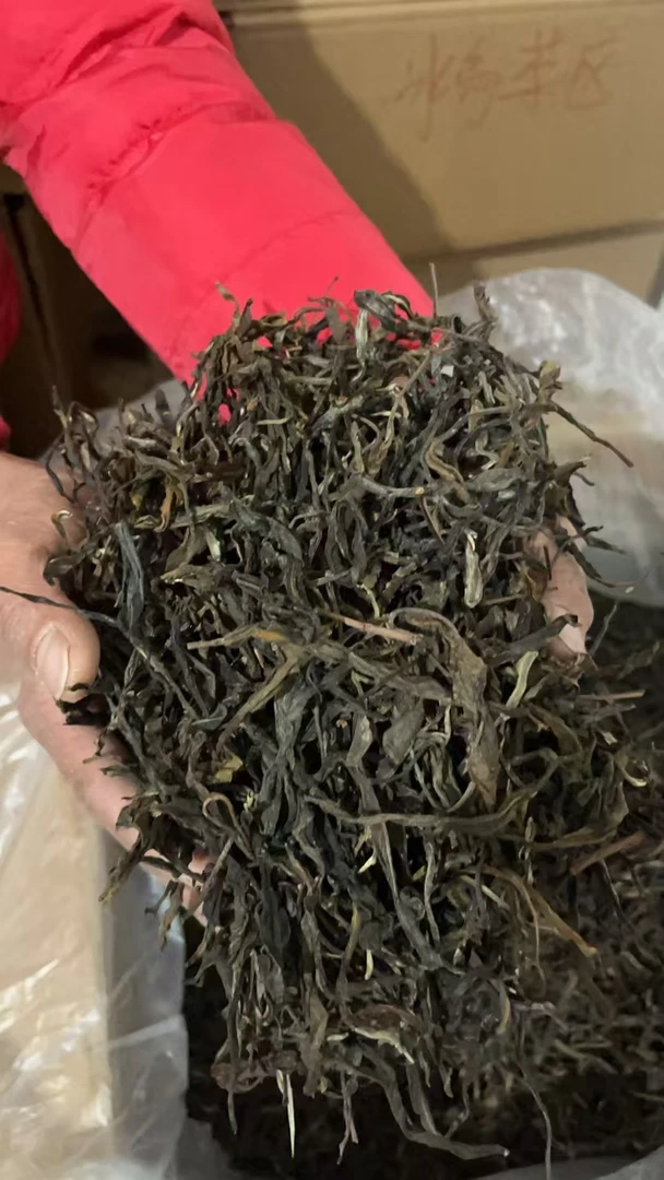 2023年云南临沧昔归忙麓山古树秋茶纯料250g