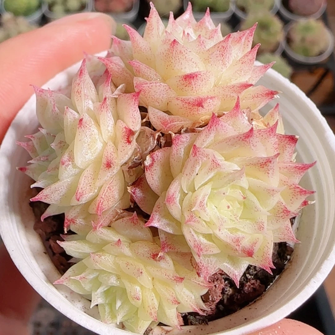 1114------99麦秆群