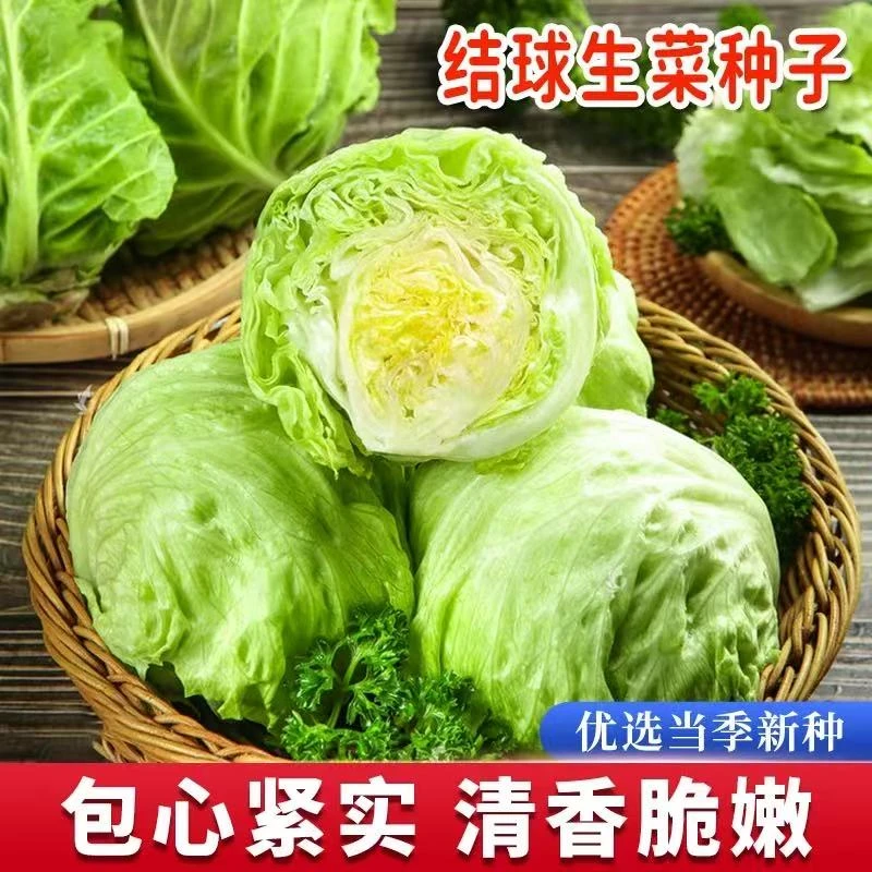 【结球生菜】种子球形生菜种子四季盆栽种子家庭简单种植蔬菜种子