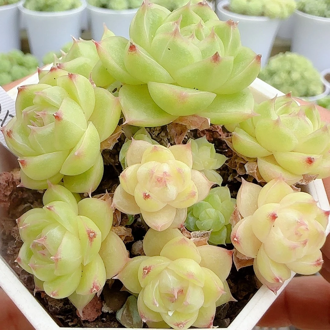 【闪购商品】1011-15（m1-217-1）