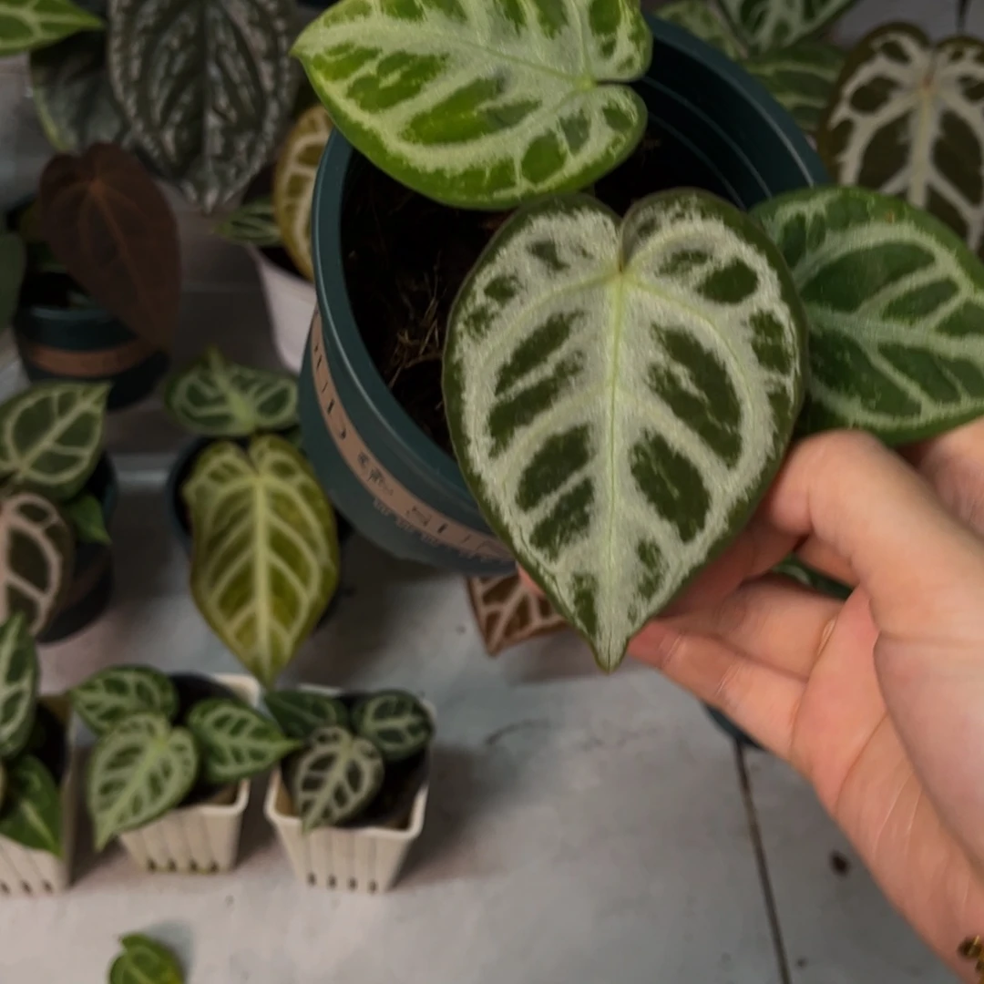 无花朵skg银杂铜锣烧（898）