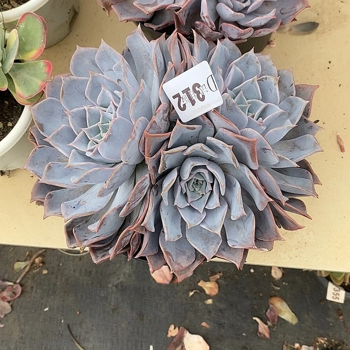 小***女312露西娜多肉植物多肉