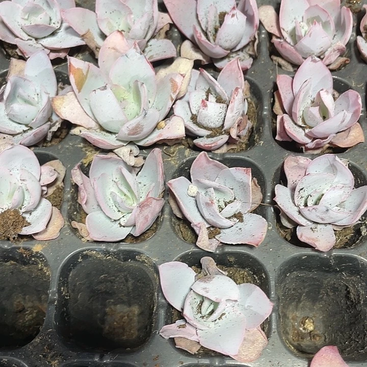 小广寒宫1元带土发