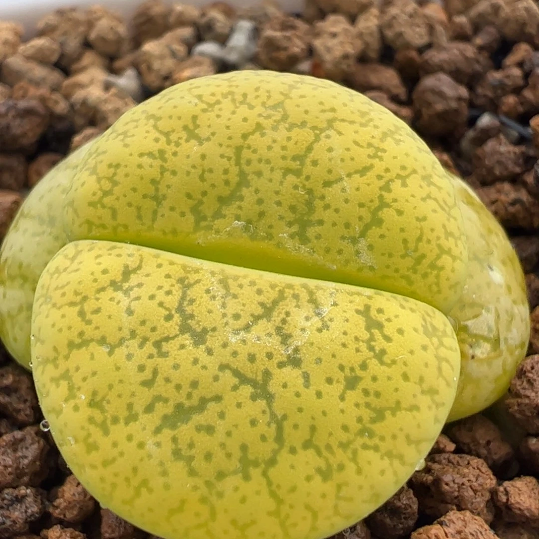 一箭之遥母本带盆多肉