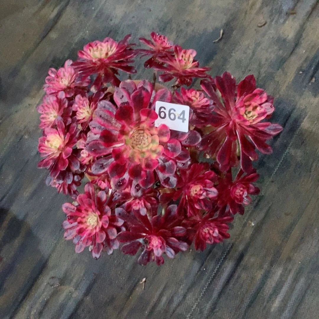 梅*黑铜白664多肉有一个断枝