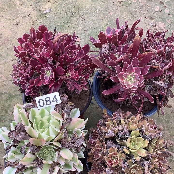 无花朵084四颗多肉植物组合