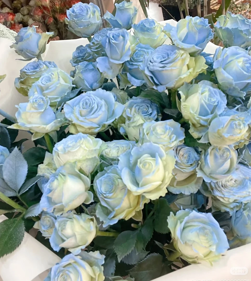 32方德喷色碎冰蓝10支+吸色午夜蓝小菊3支吸色紫色单瓣紫罗兰一把