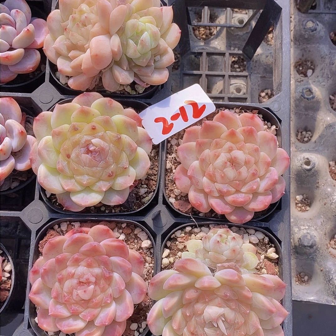 2-12-樱花冰魄福利一颗 量拍